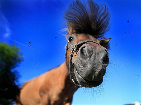 funny horse pics|funny horse wallpaper for laptop.